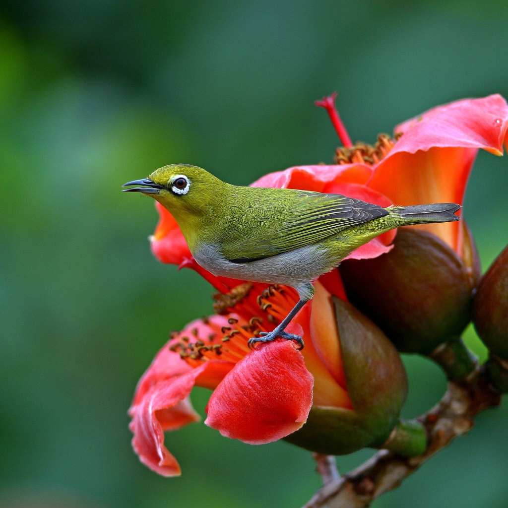 Японская Белоглазка сидит на красном цветке 