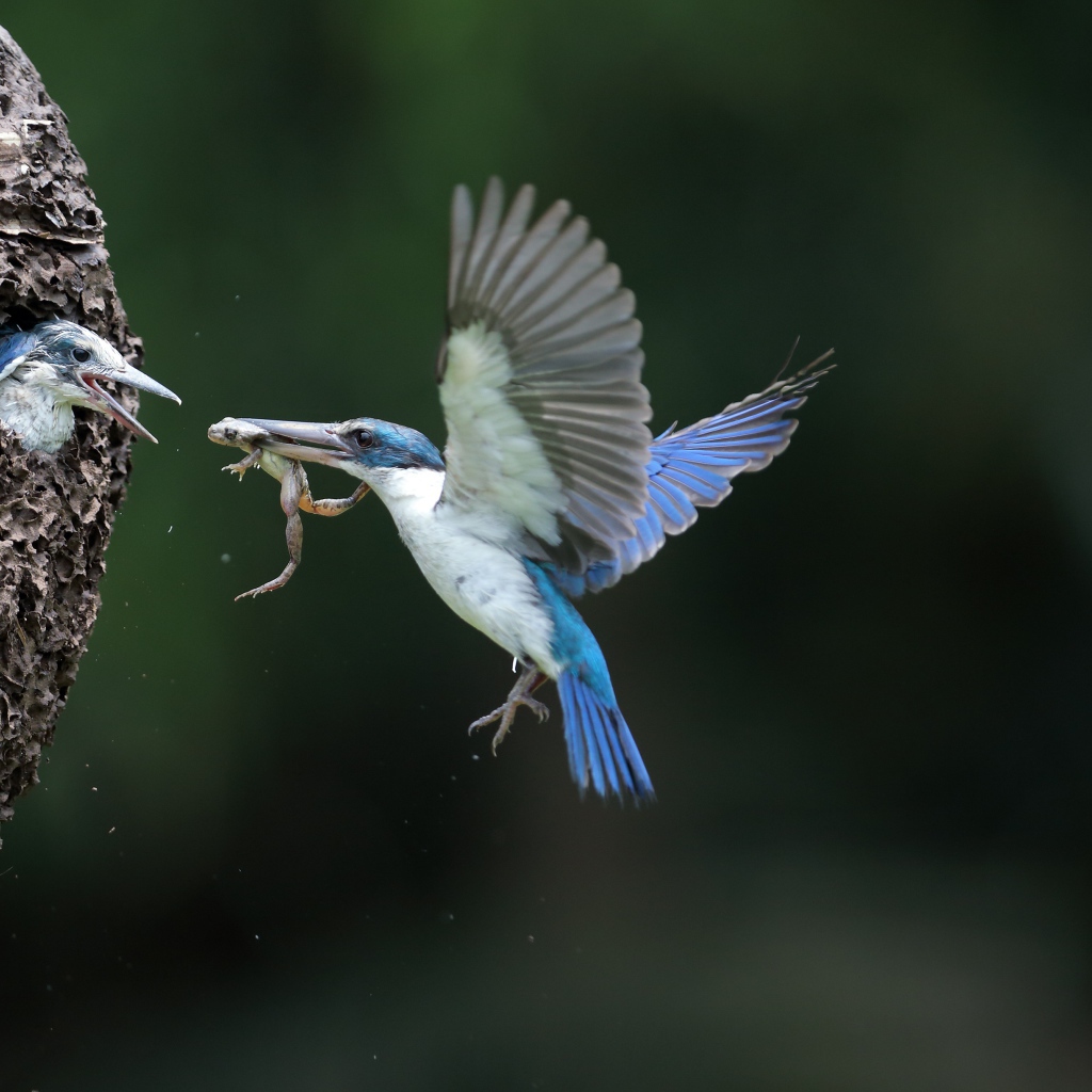 Птица зимородок кормит птенцов в гнезде 