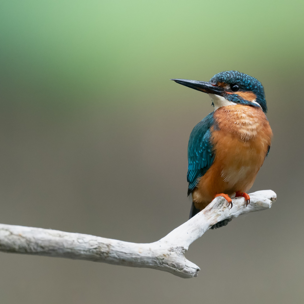 Птица зимородок сидит на ветке 