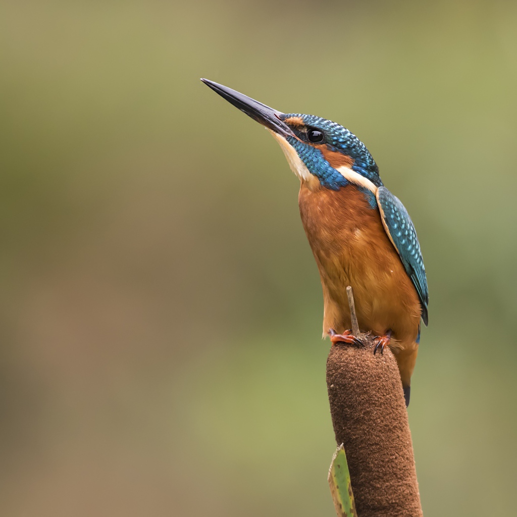 Птица зимородок сидит на камыше
