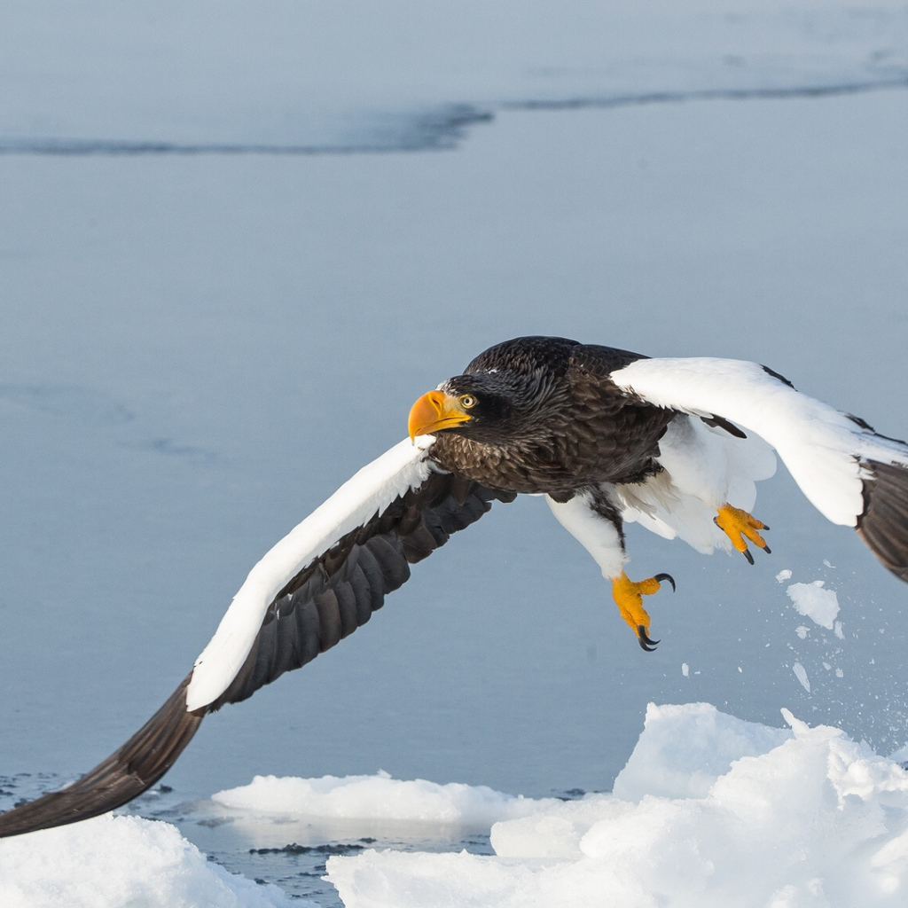 Большая хищная птица над заледеневшей рекой