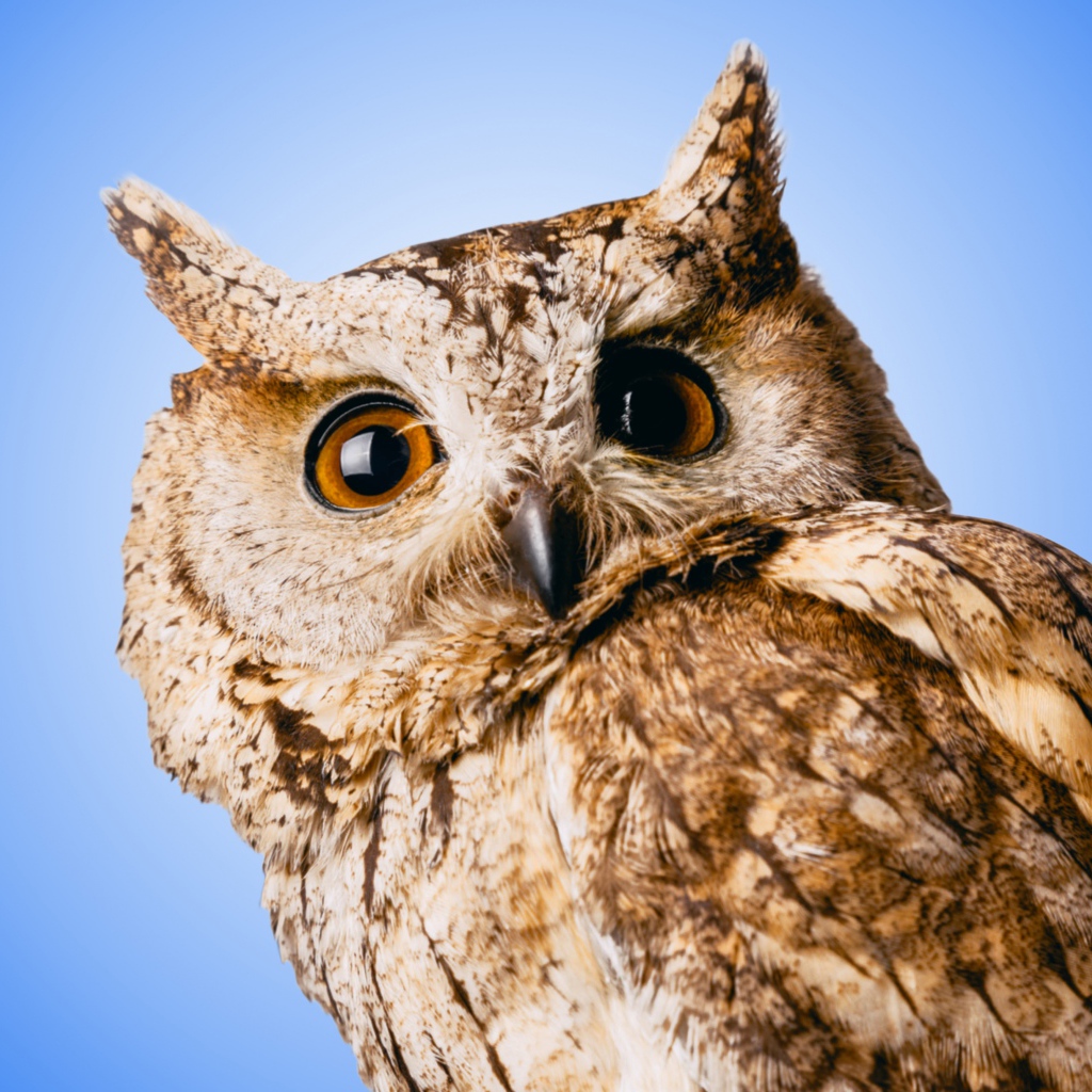 Большая серая сова на голубом фоне