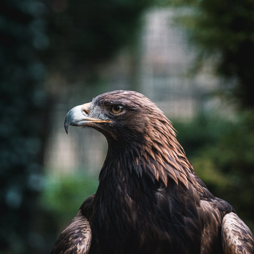 Большой хищный беркут с острым клювом