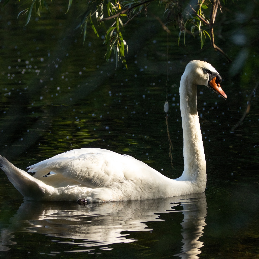 Большой белый лебедь отражается в воде