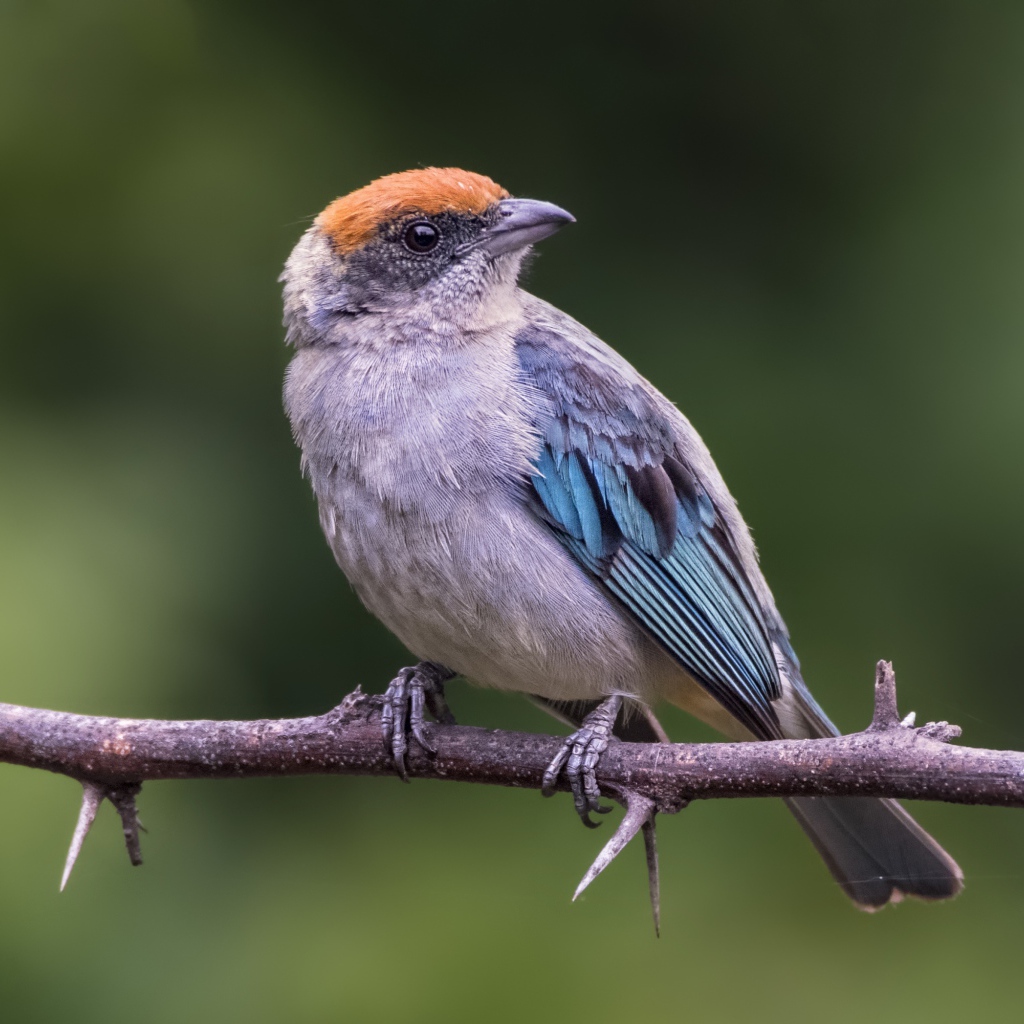 Маленькая птичка сидит на ветке дерева с шипами