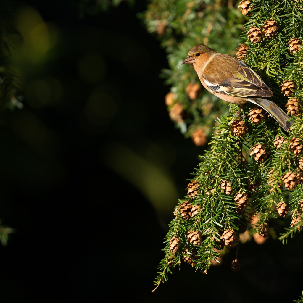 Маленькая птичка сидит на зеленой ветке ели