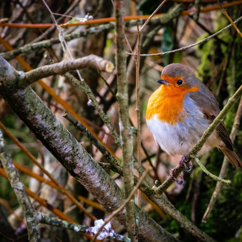 Маленькая птица зарянка сидит в ветках на дереве