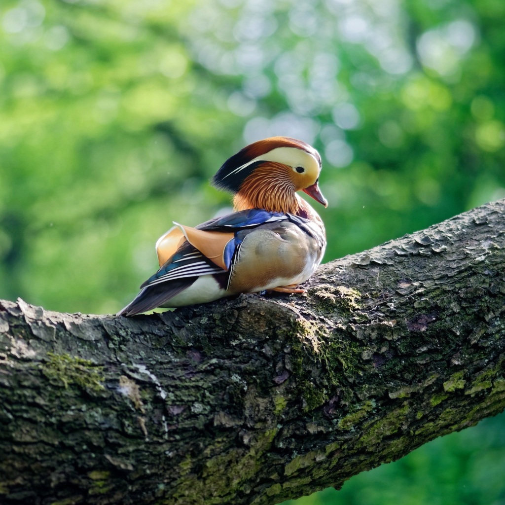 Маленькая уточка мандаринка сидит на дереве