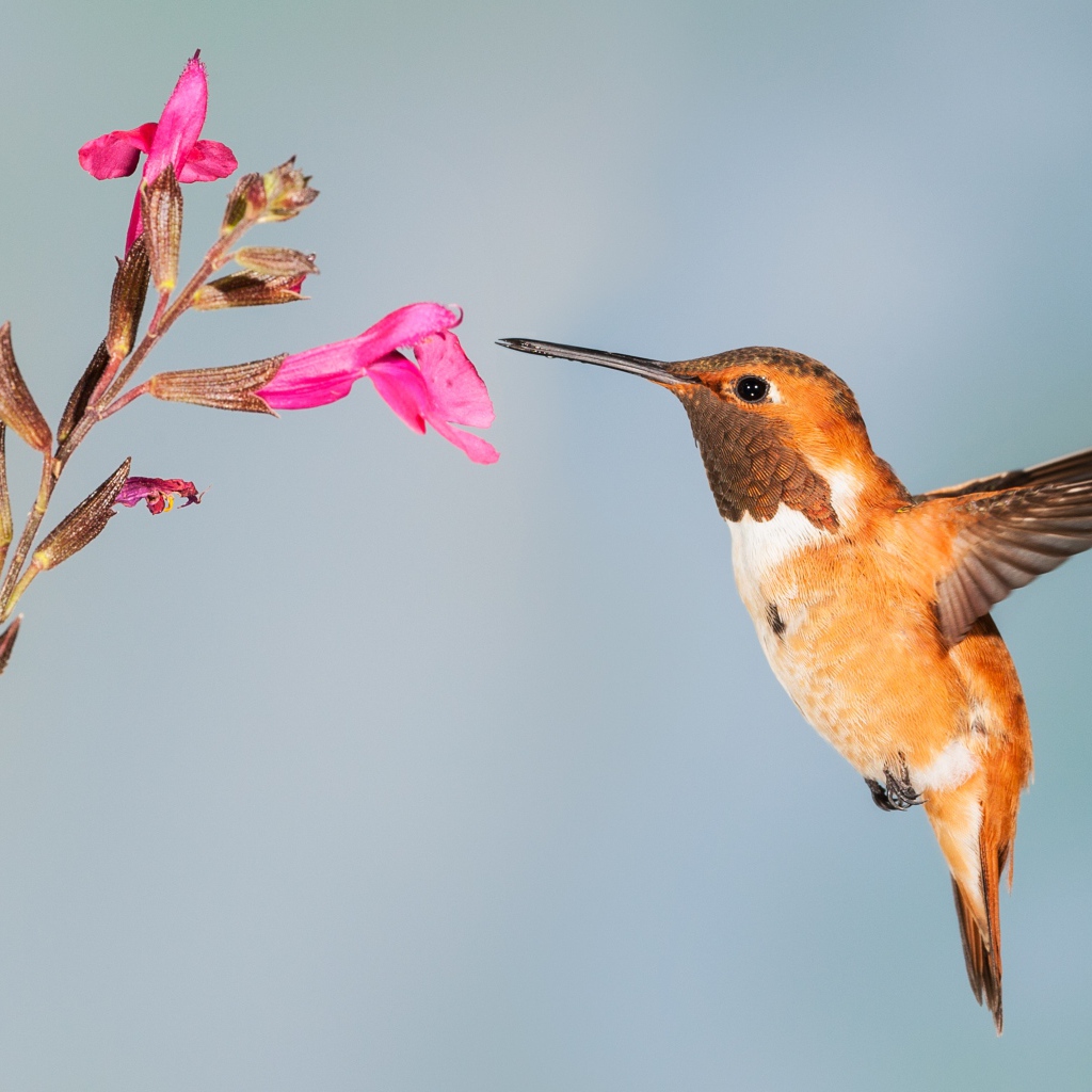 Little hummingbird bird collects nectar on pink flower