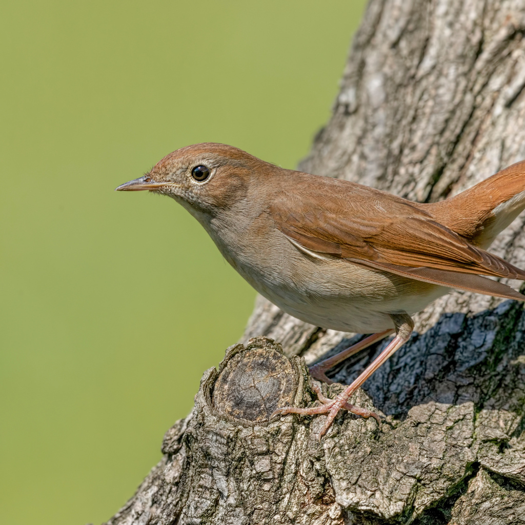 Маленький соловей сидит на дереве 
