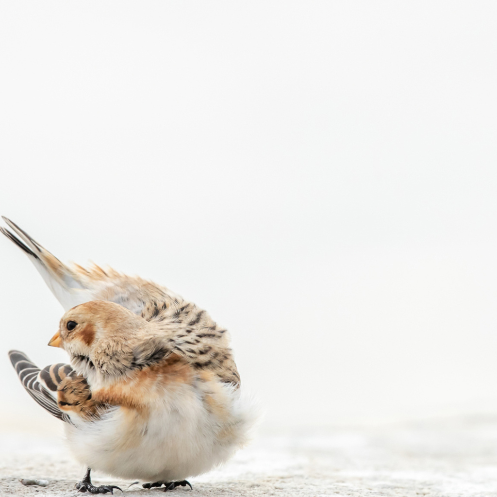Маленький воробей на белом снегу