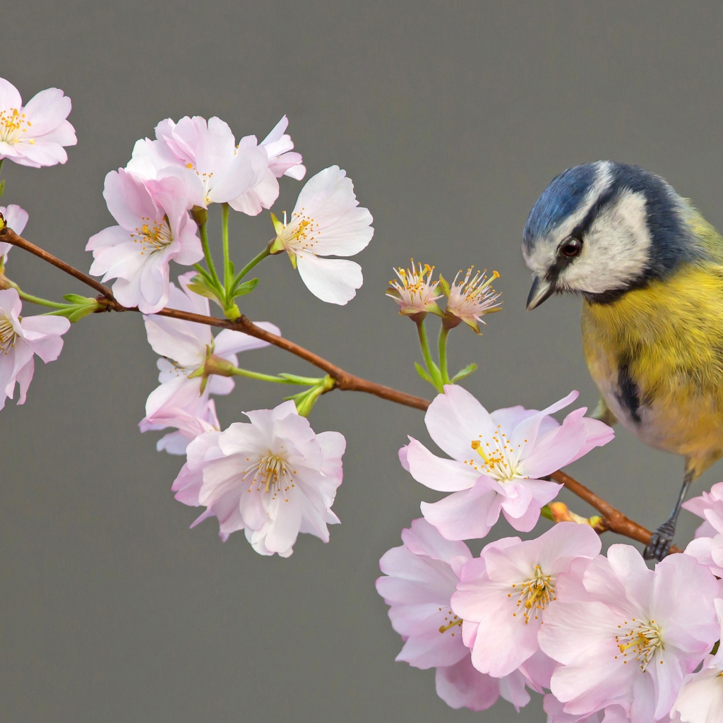 Маленькая синица сидит на ветке с цветами
