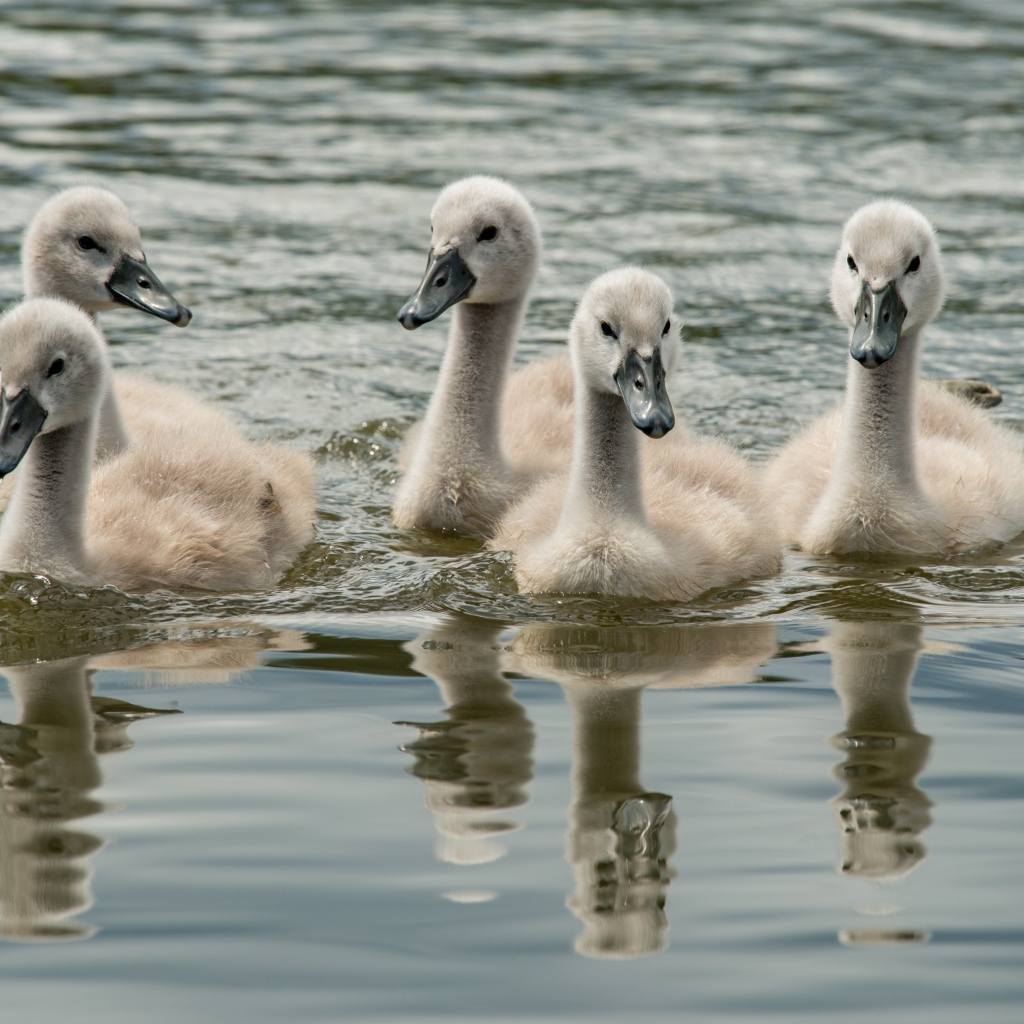Маленькие дикие лебеди в воде 