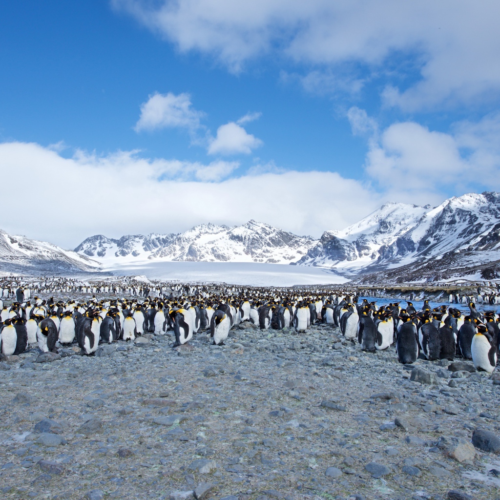 Many penguins on the shore against the backdrop of snow-capped mountains