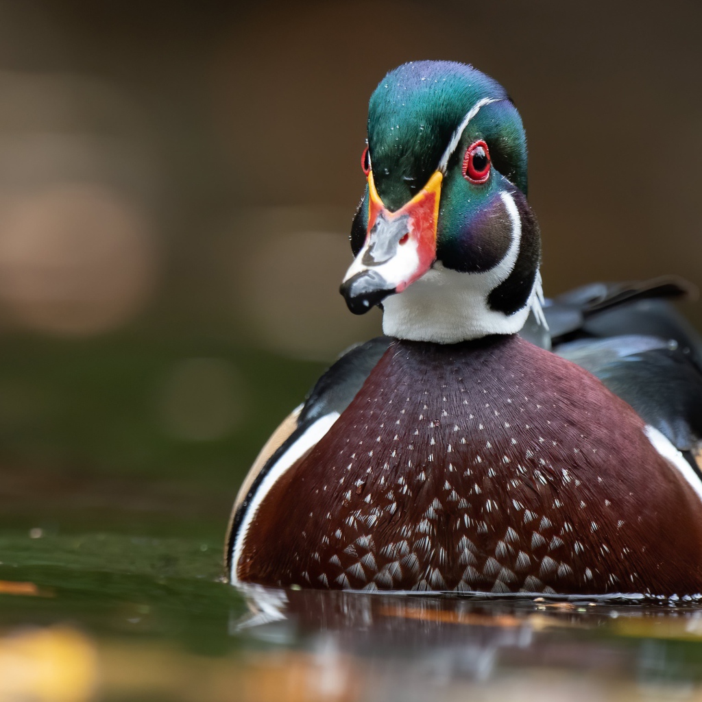 Разноцветная утка в воде 