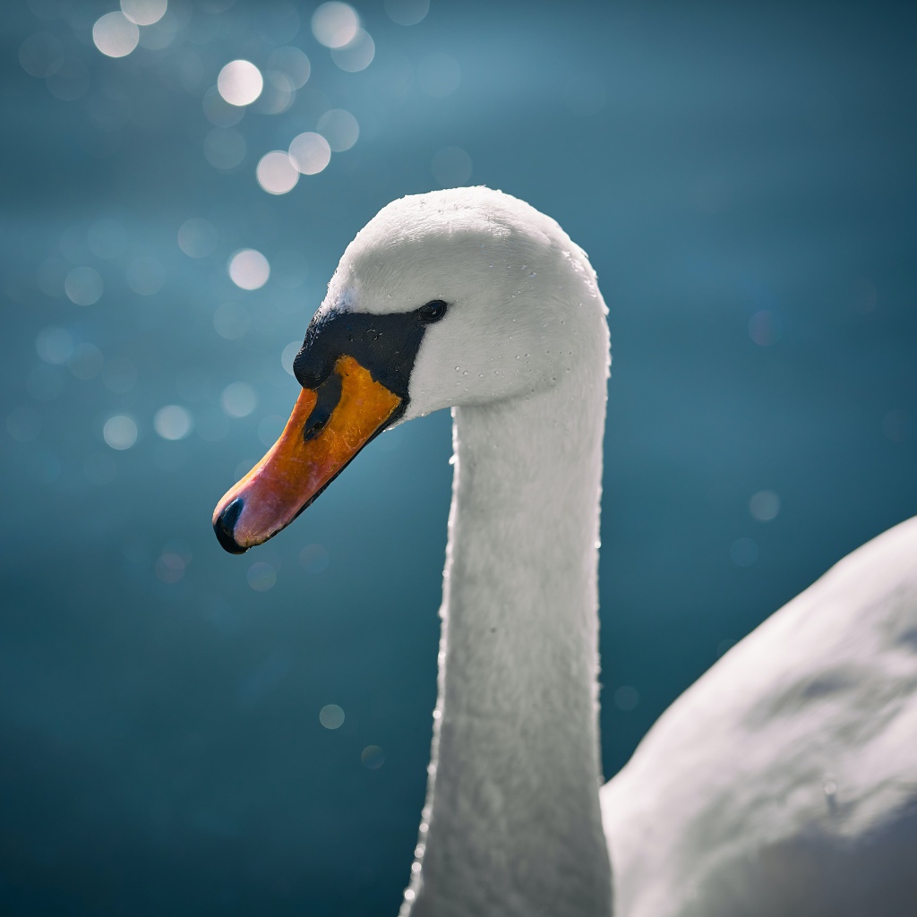 Оранжевый клюв белого лебедя крупным планом