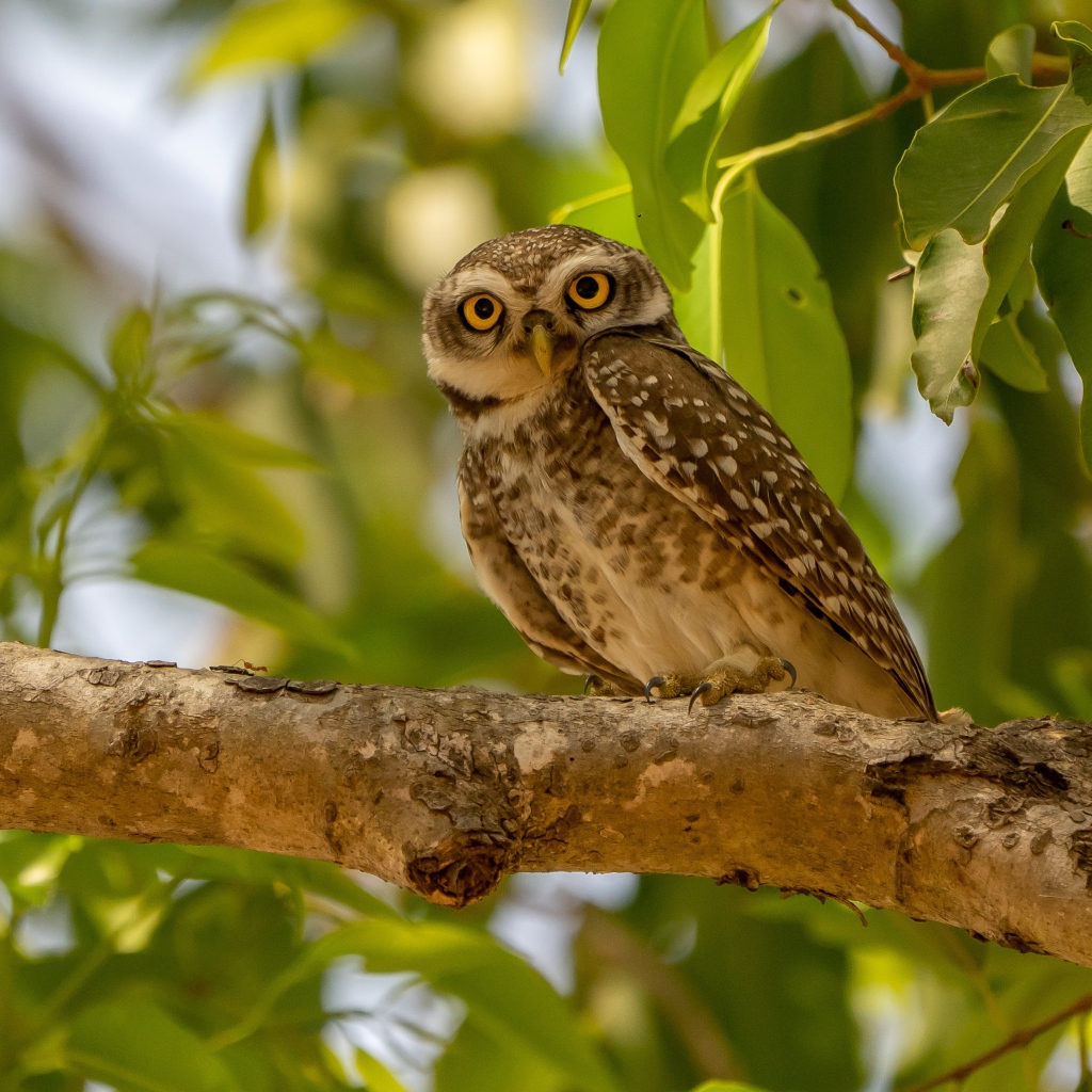 Сова сидит на ветке дерева в зеленых листьях