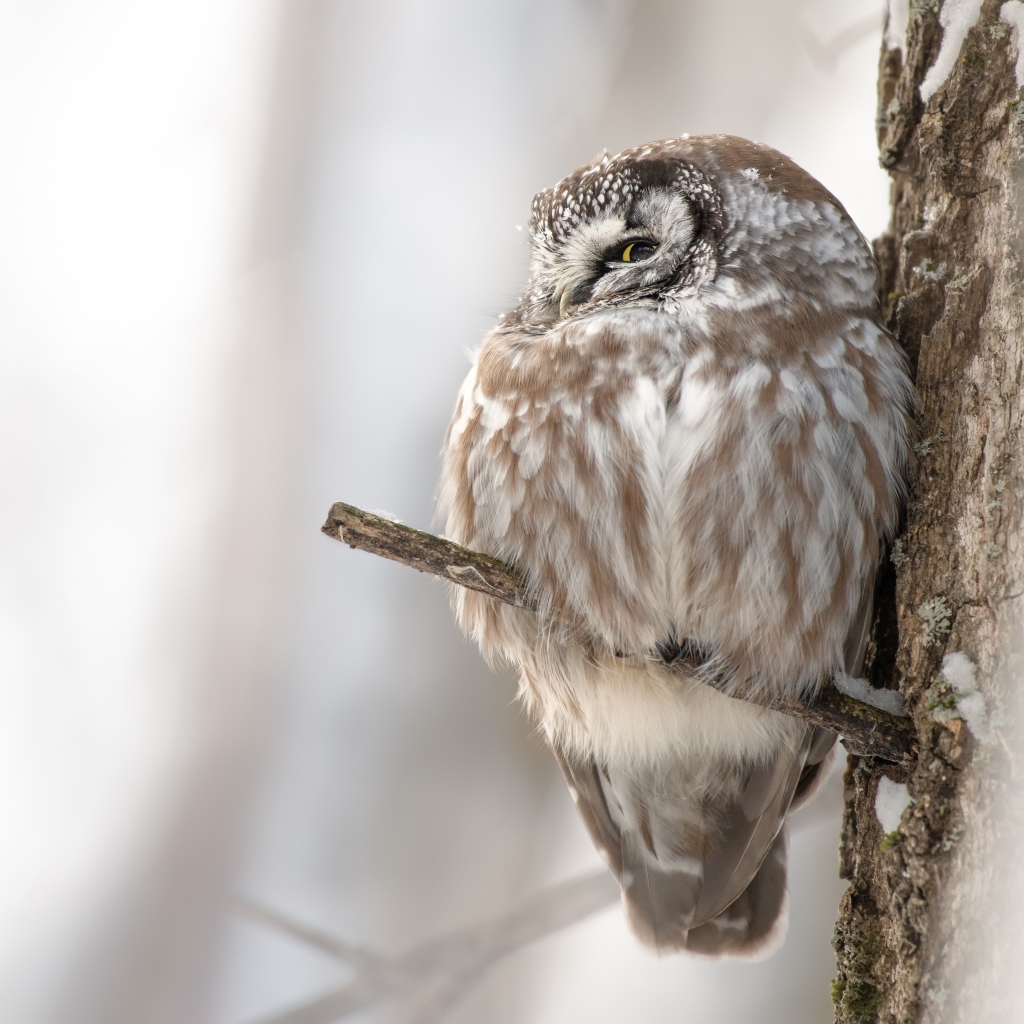 Сова спит на ветке дерева 