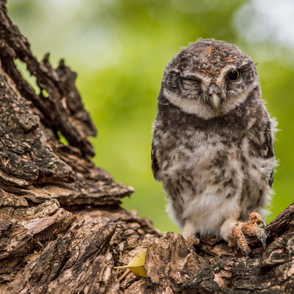 Сова подмигивает на дереве 