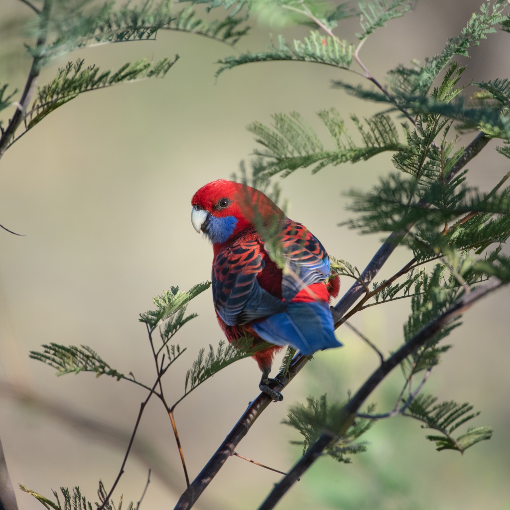 Попугай Красная розелла на ветке дерева