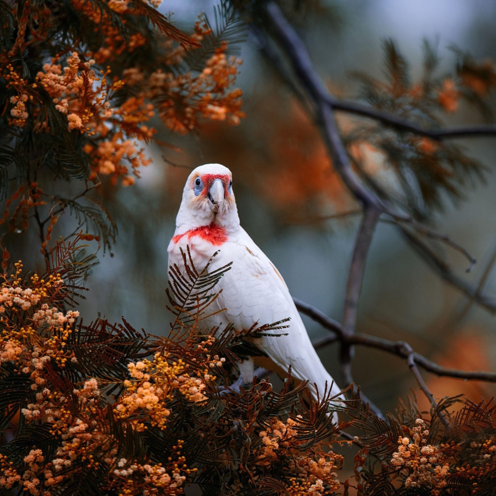 Попугай сидит на ветке туи 