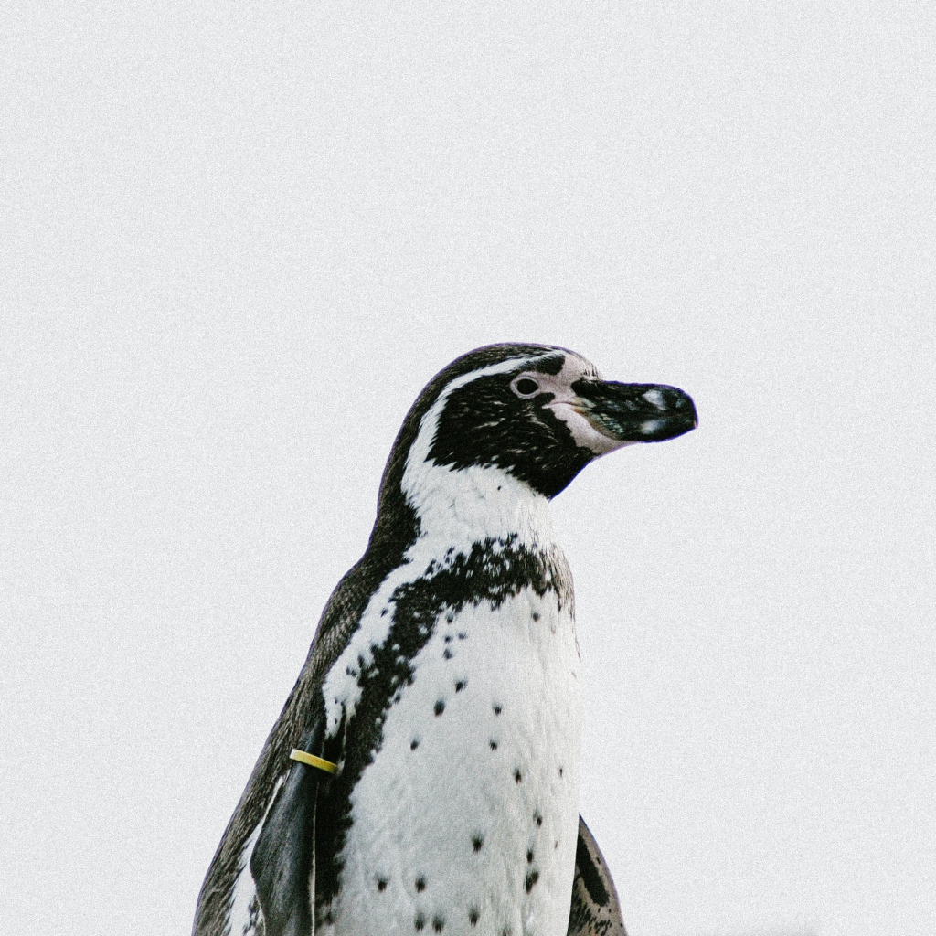 Пингвин на белом фоне крупным планом 
