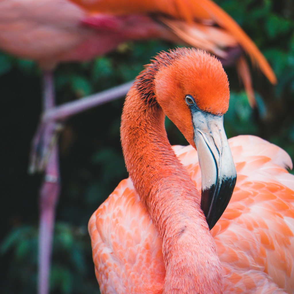 Розовый фламинго с длинным клювом крупным планом