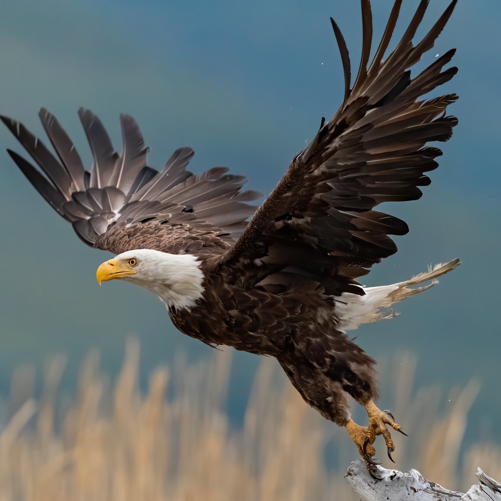 Хищный белоголовый орлан взлетает с ветки 