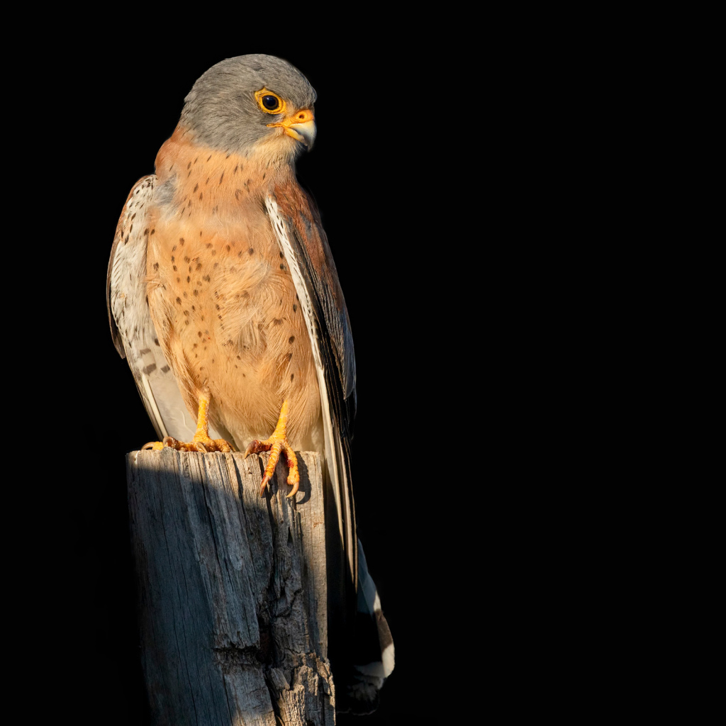 Хищный сокол сидит на сухом дереве на черном фоне