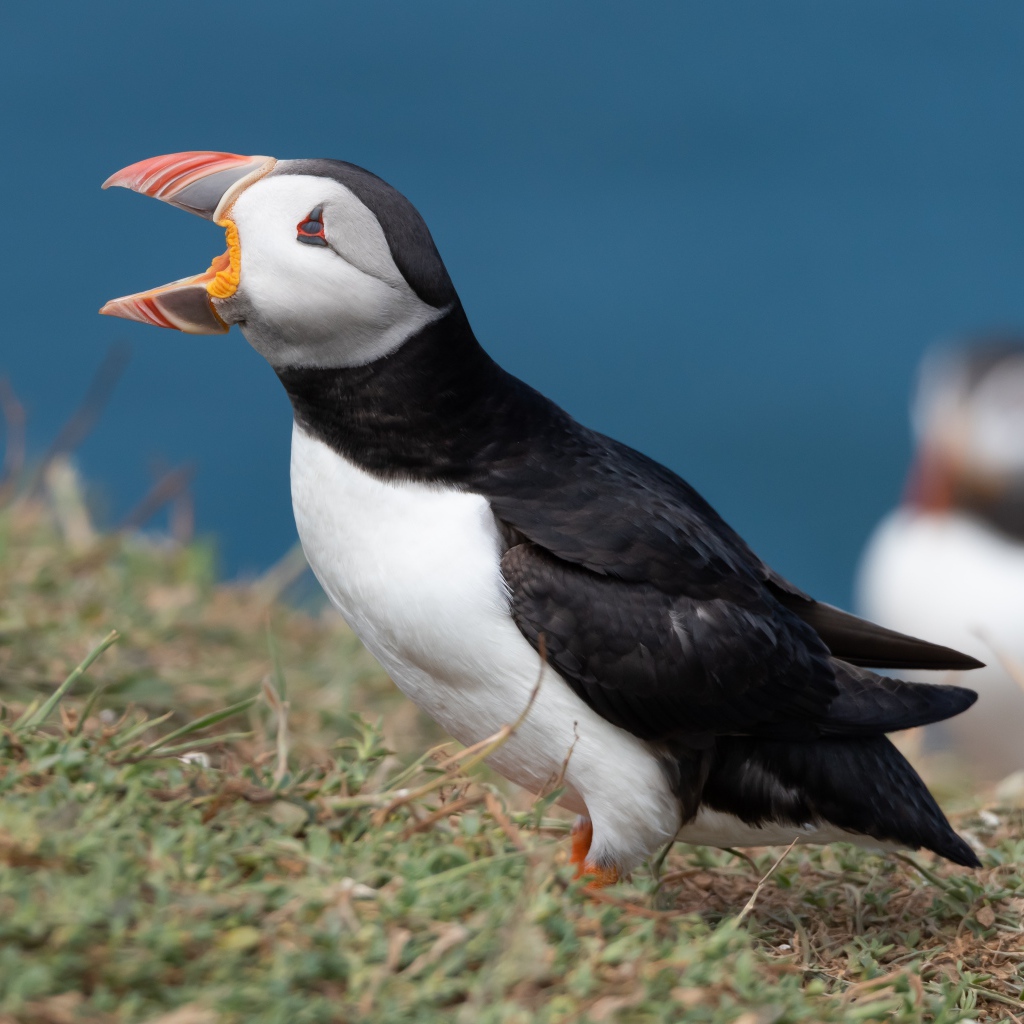 Тупик с открытым клювом на траве
