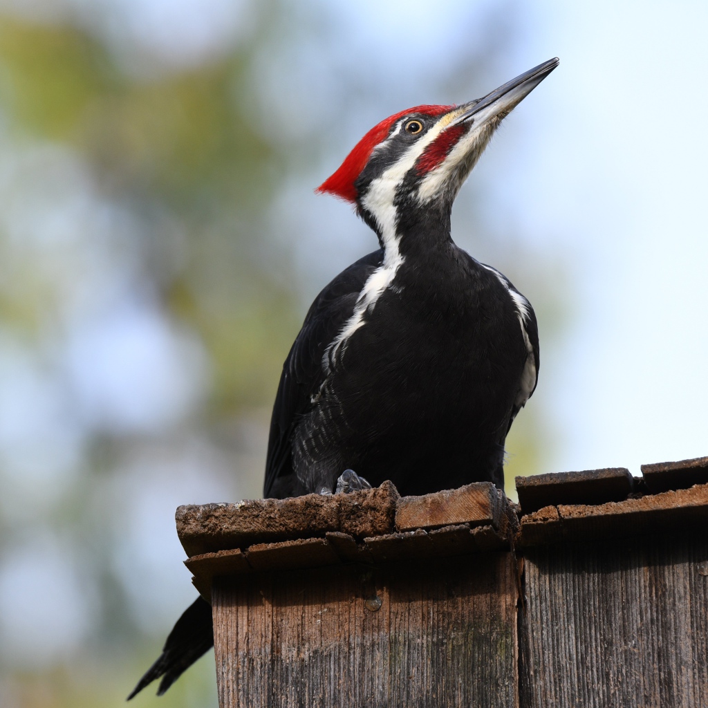 Красноголовый дятел сидит на заборе 