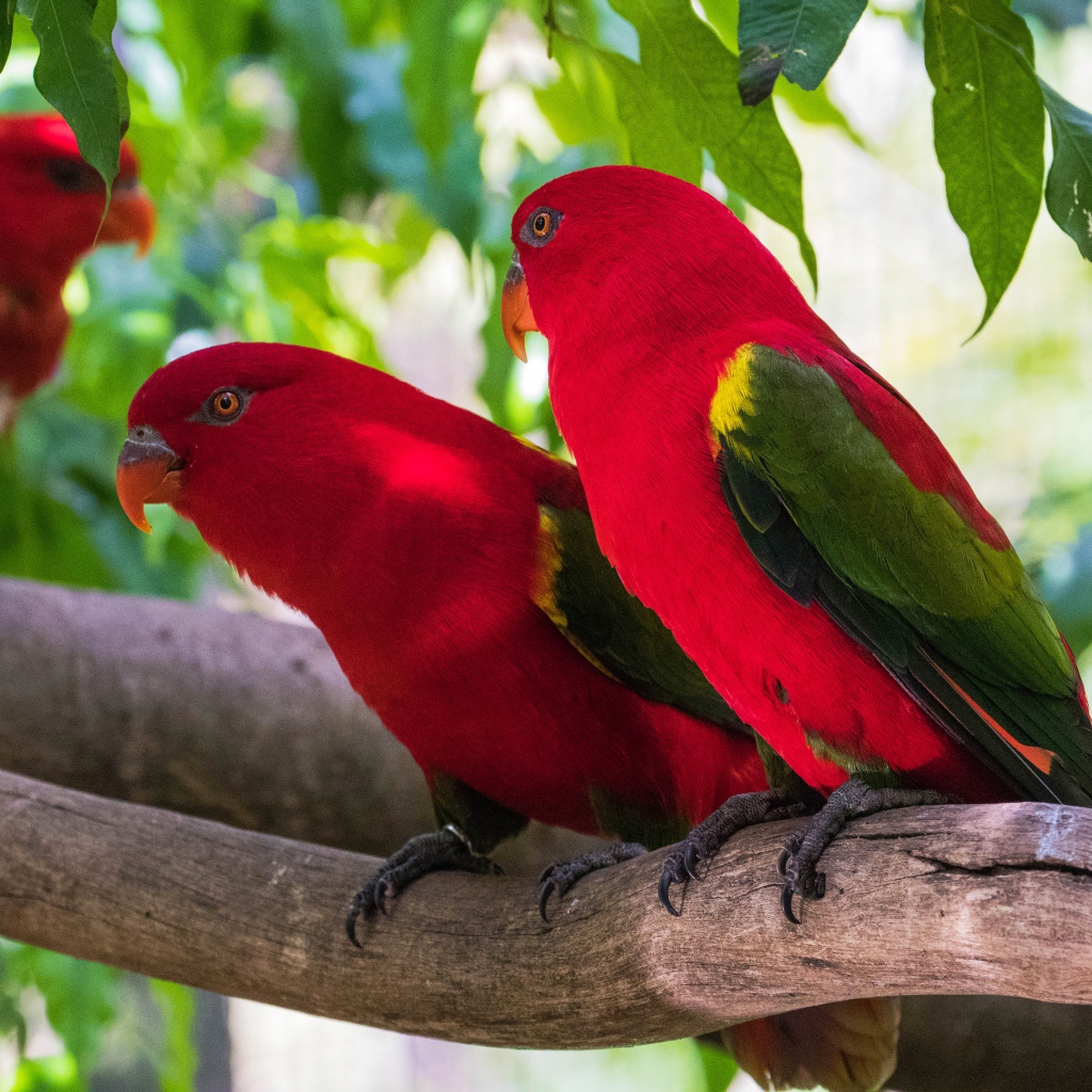 Красные попугаи сидят на ветке под зелеными листьями