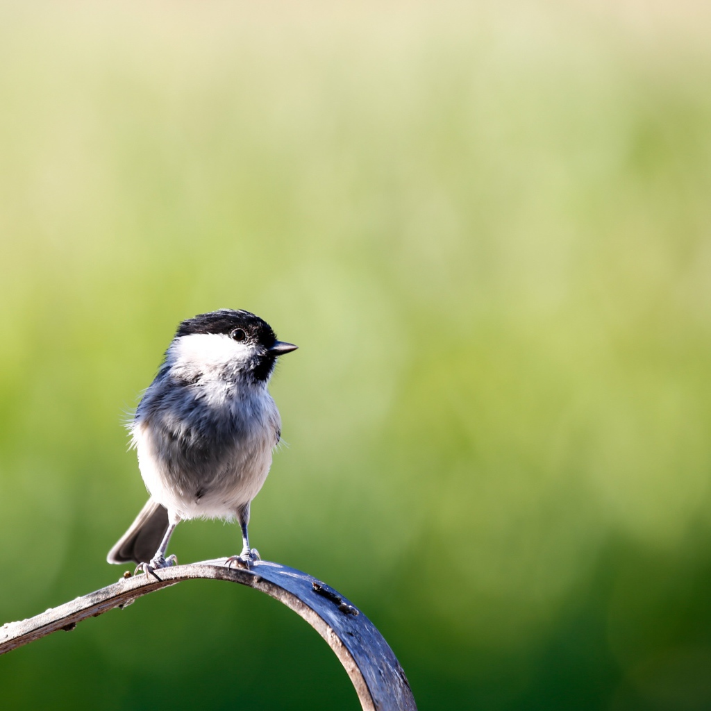 Маленькая птичка крупным планом
