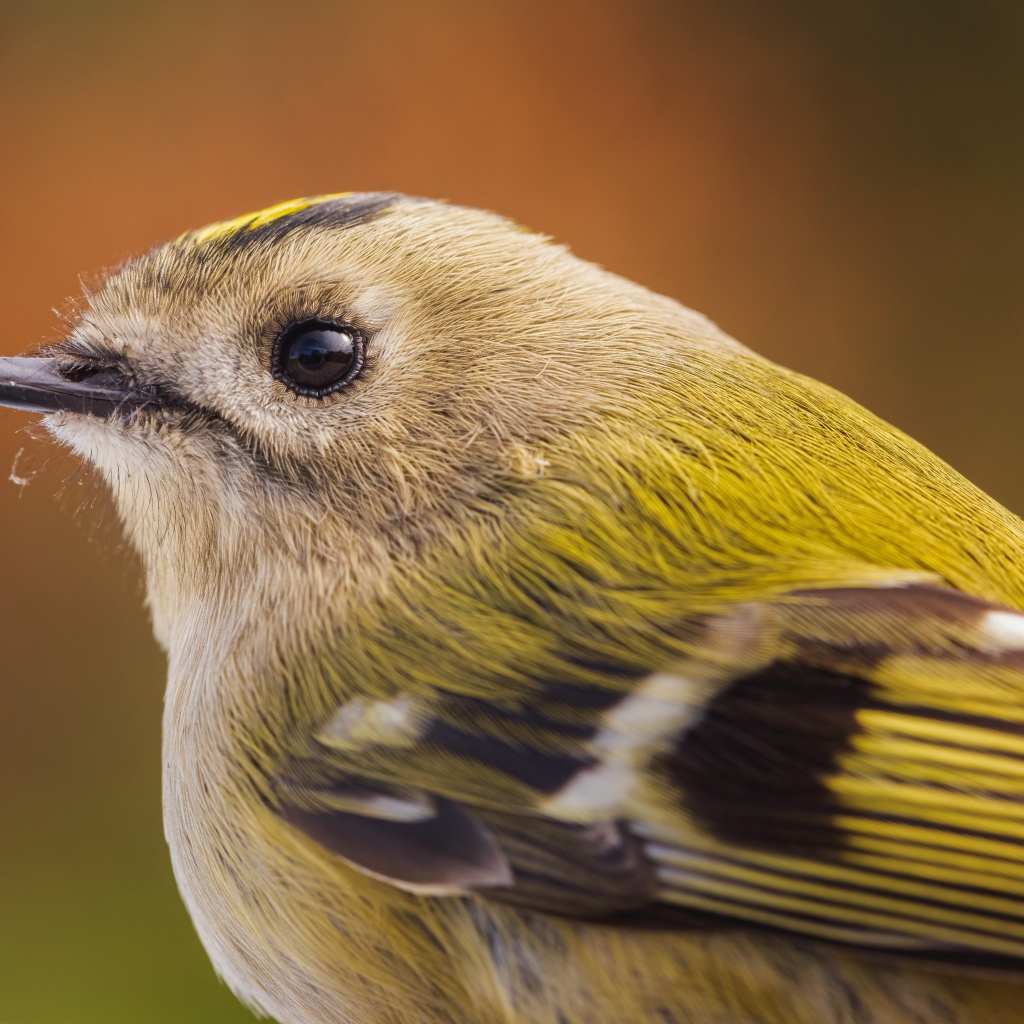 Маленькая птица дрозд крупным планом 