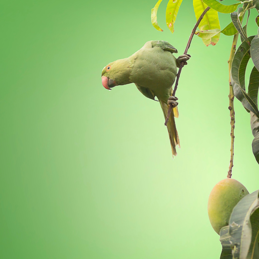 Маленький зеленый попугай сидит на ветке