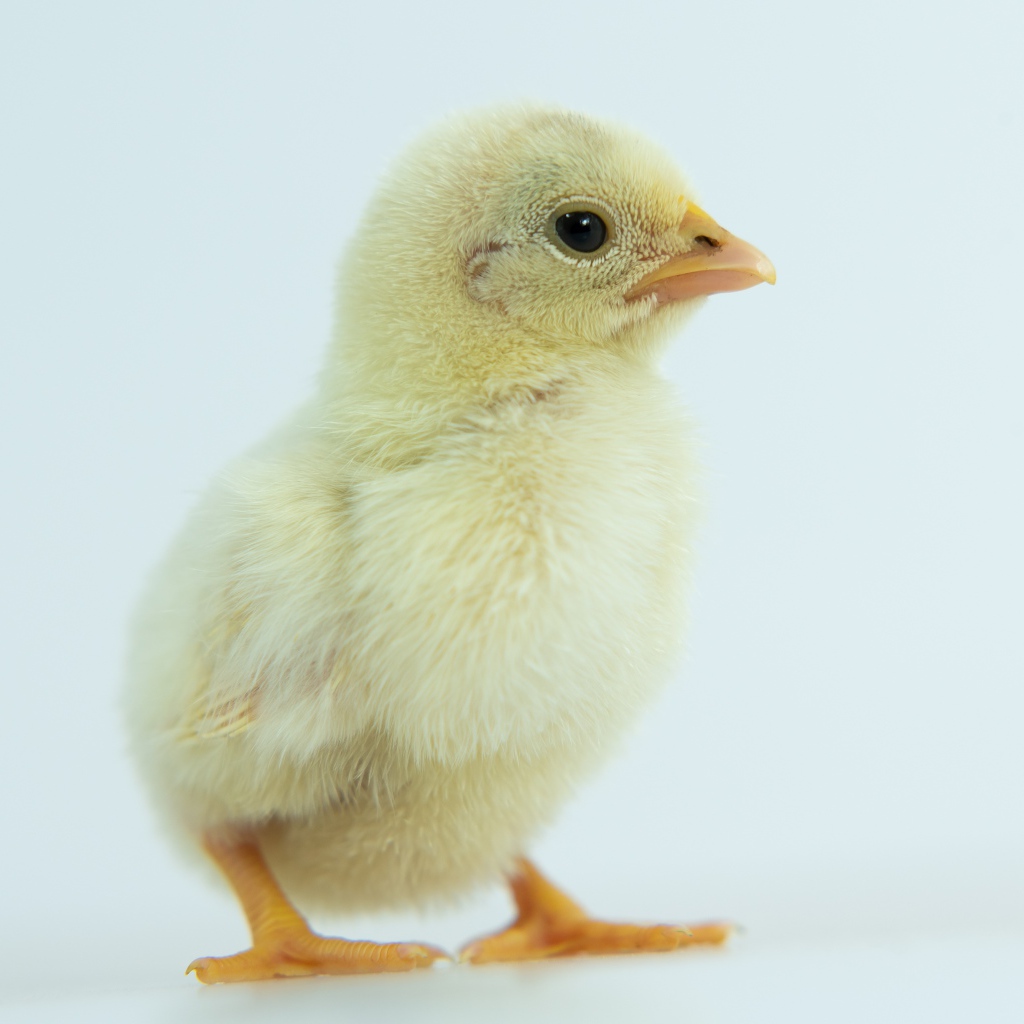 Маленький желтый цыпленок крупным планом