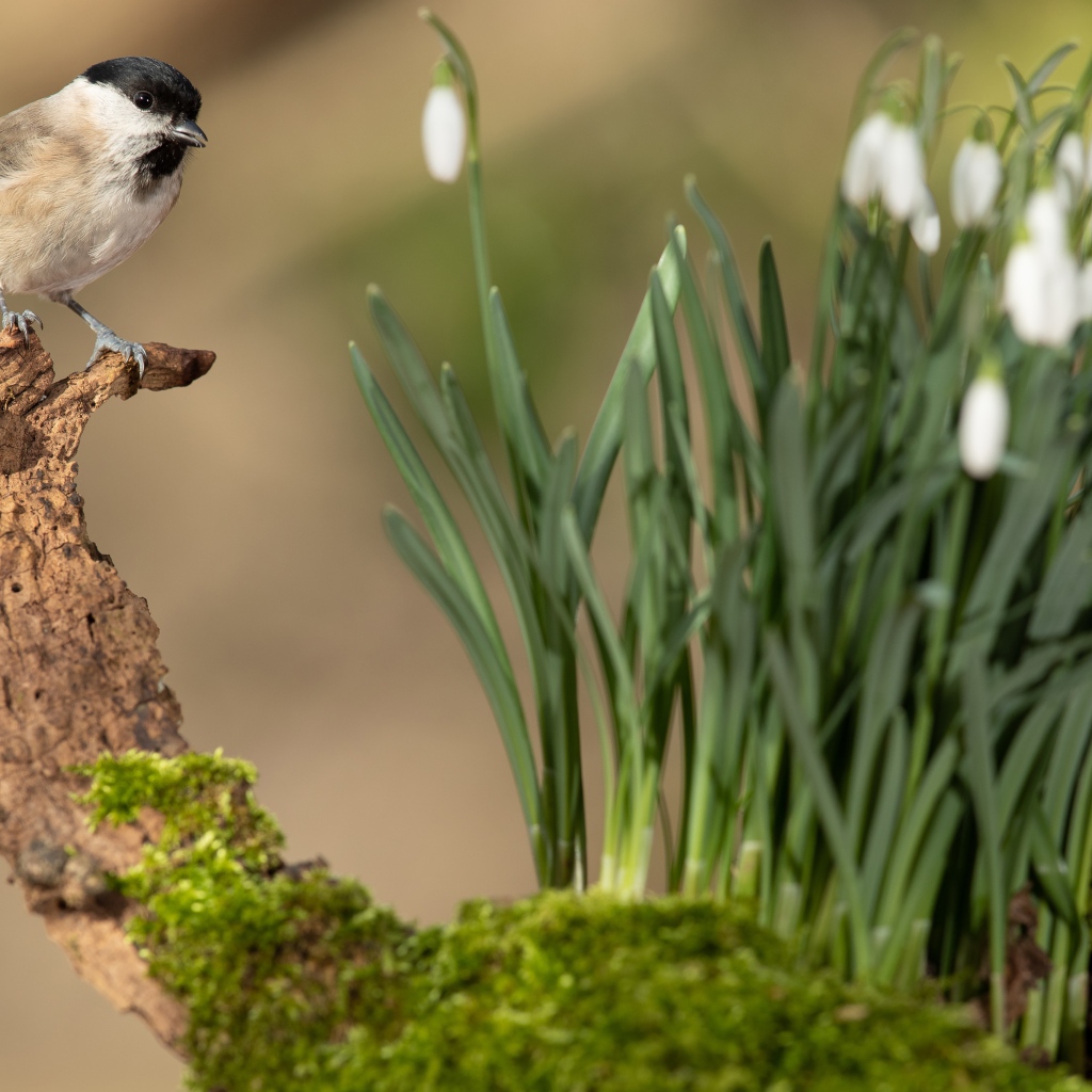 Воробей сидит на коряге у белых подснежников