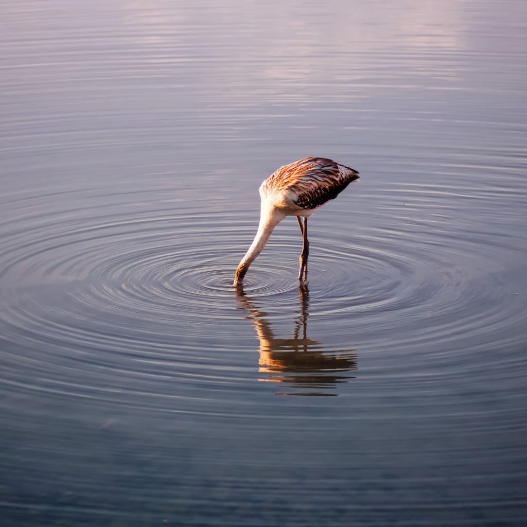 Птица опустила голову в воду озера