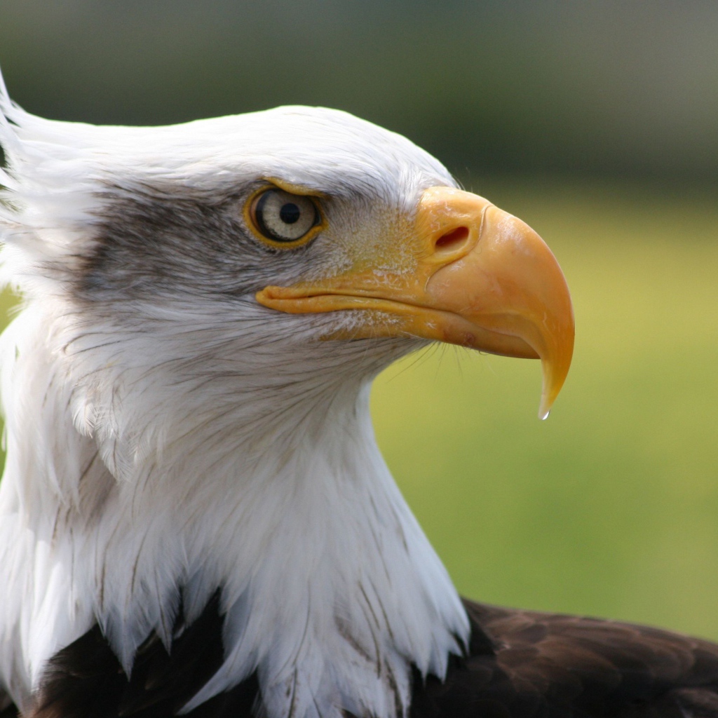 Острый клюв белоголового орлана 