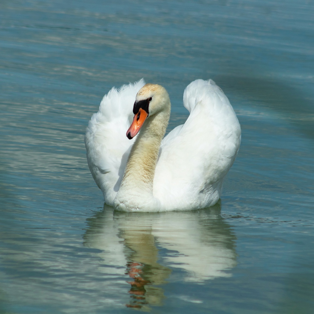 Плавное движение грациозного белого лебедя 