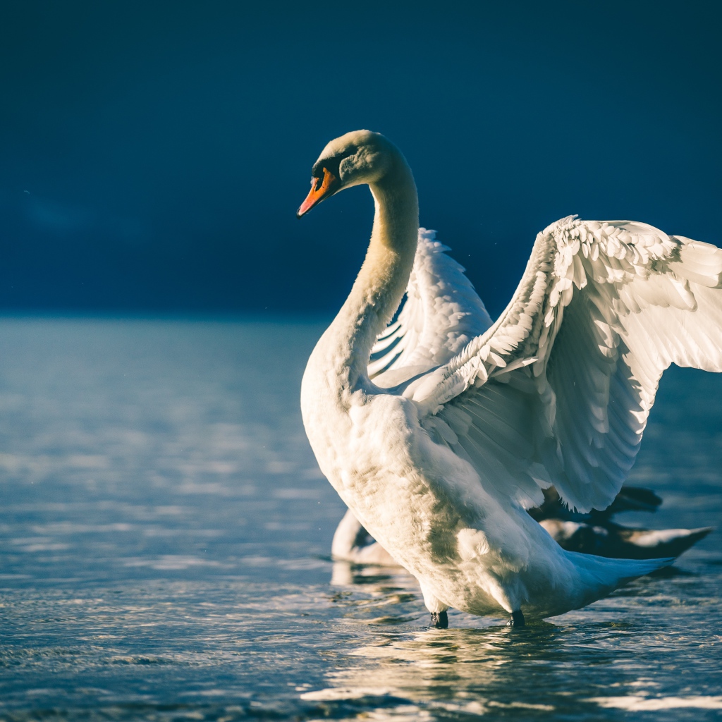 Лебедь расправил крылья в пруду 