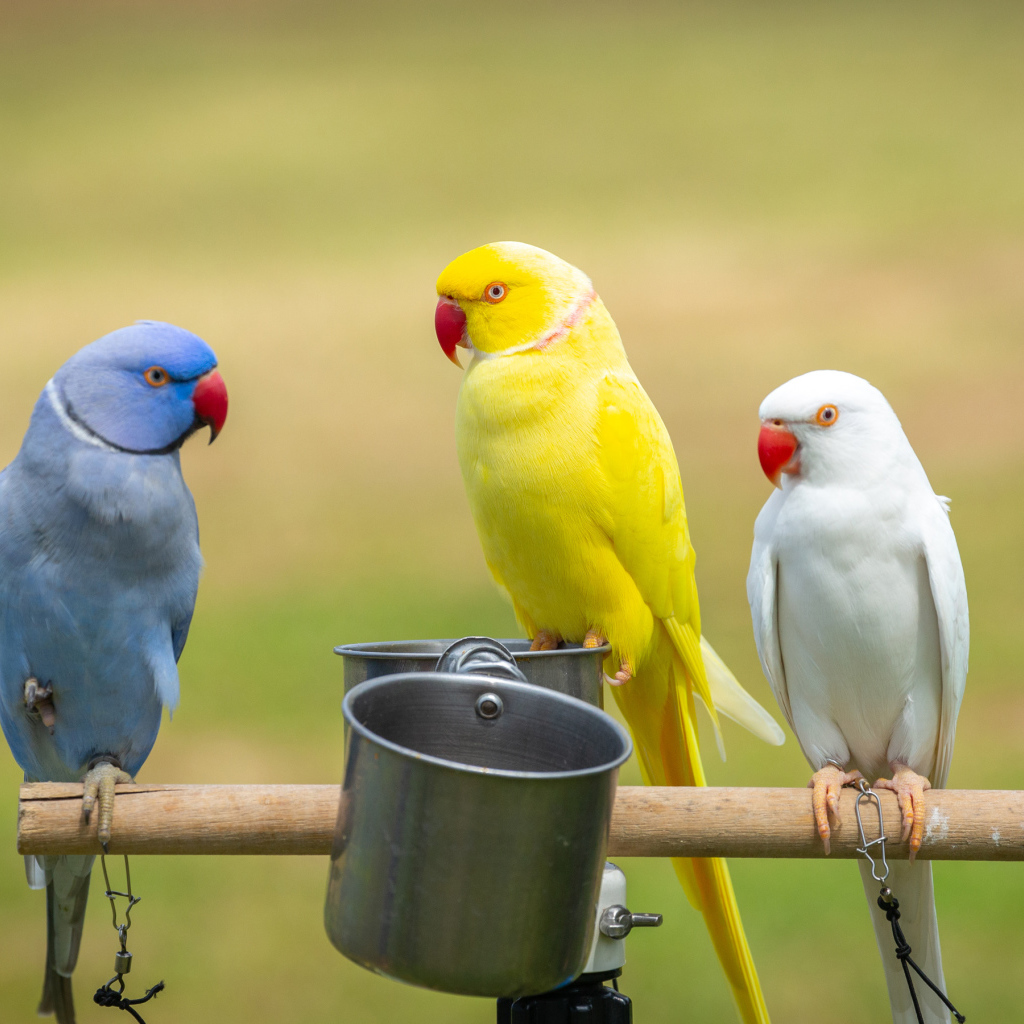 Три разноцветных попугая сидят на жердочке с едой 