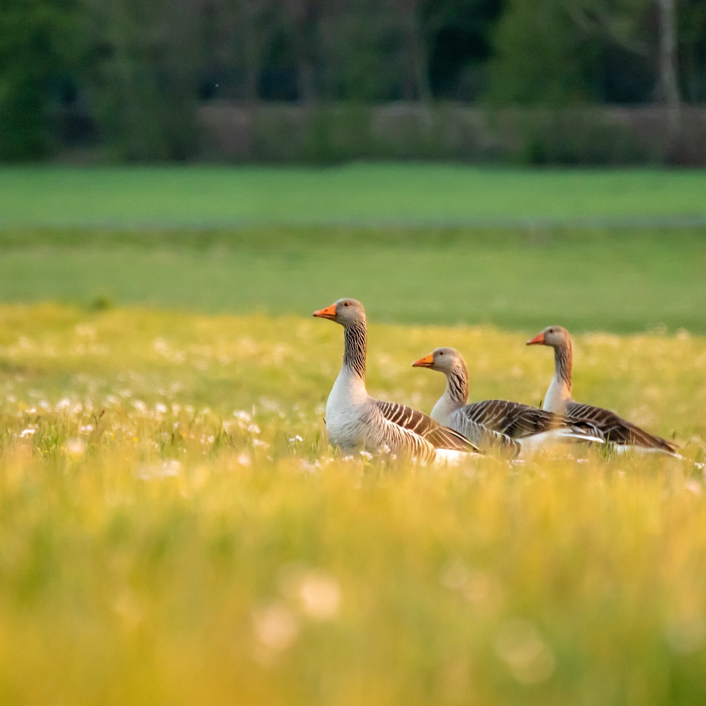 Три гусыни на зеленой траве
