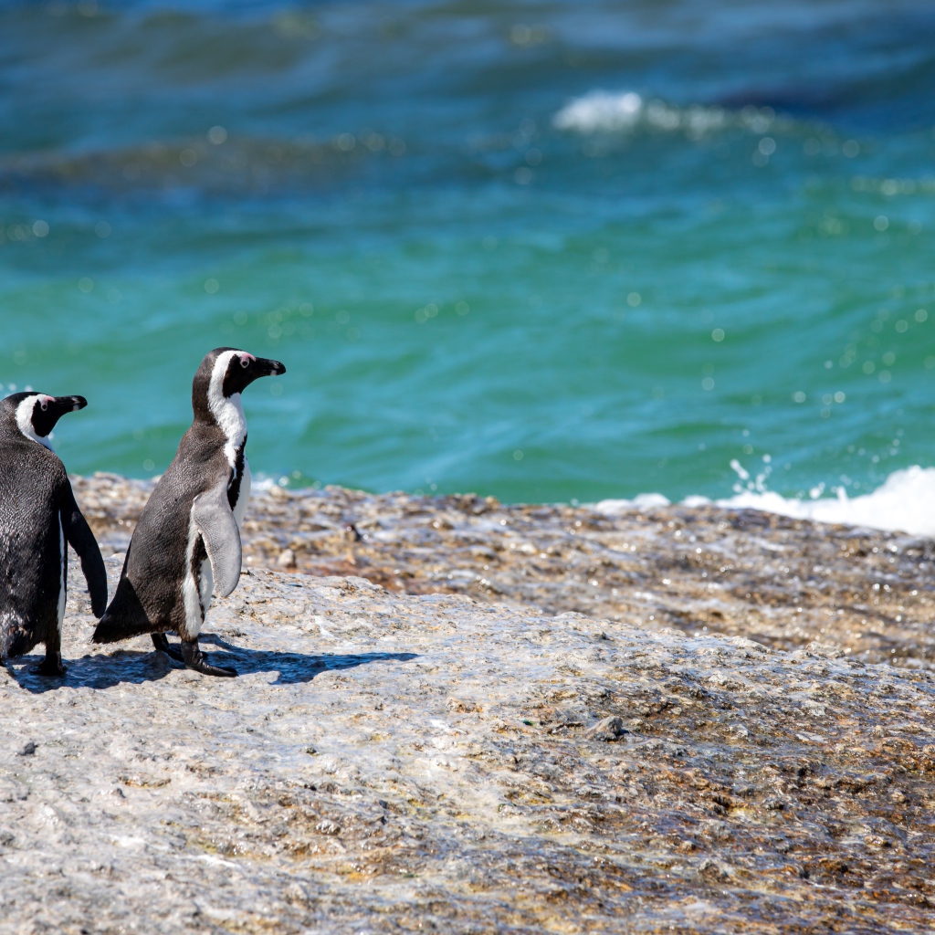 Три маленьких пингвина на камне у воды