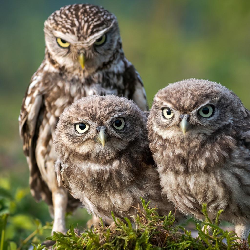 Три совы сидят на зеленой траве