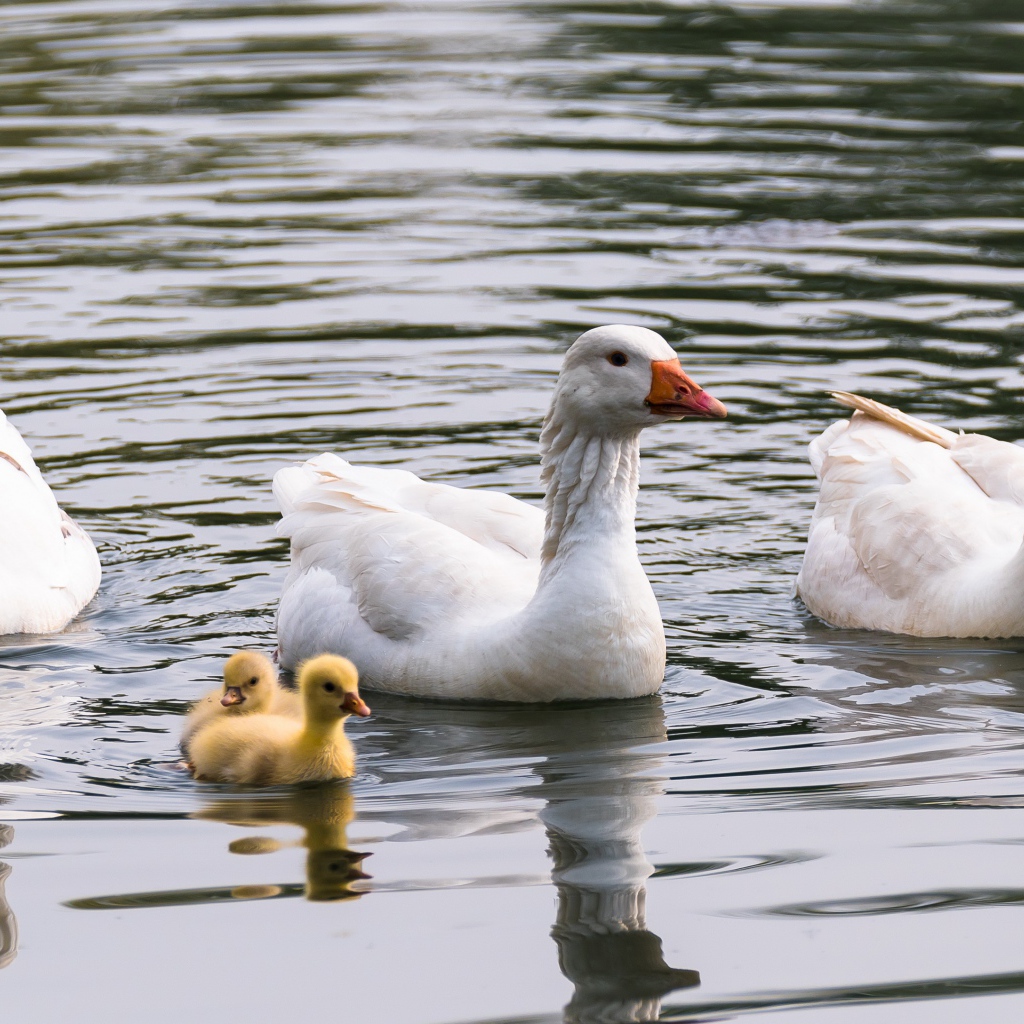Три белых гусыни с маленькими птенцами в воде 