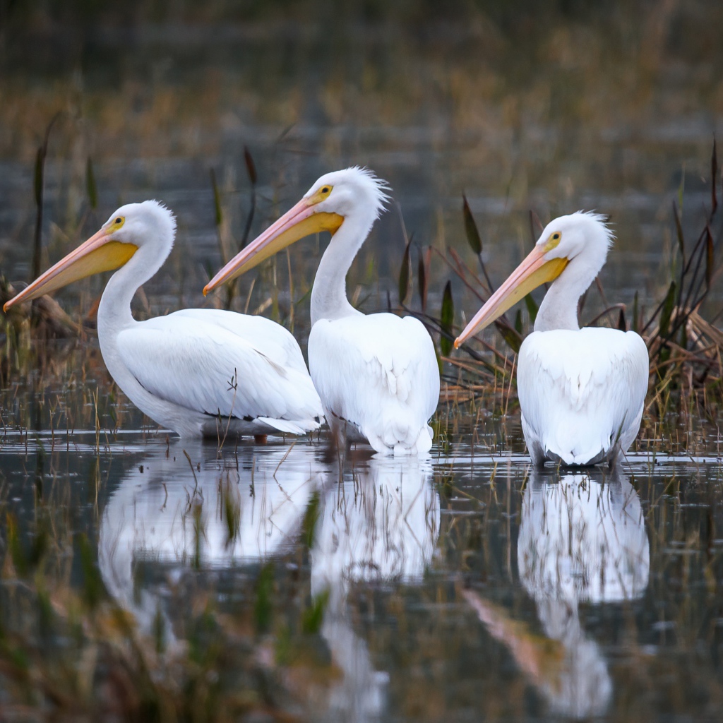 Три белых цапли охотятся в воде