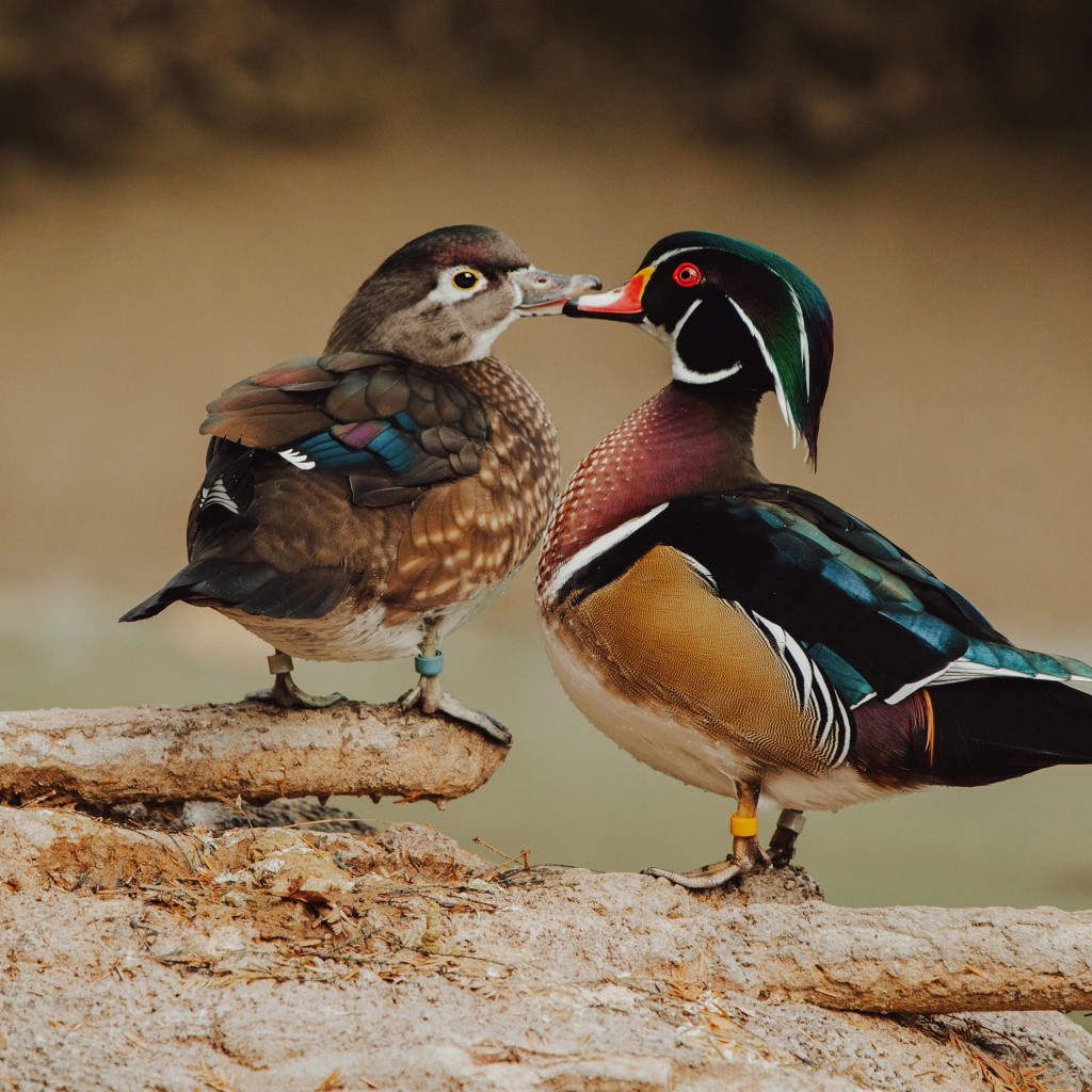 Две красивых разноцветных уточки на дереве