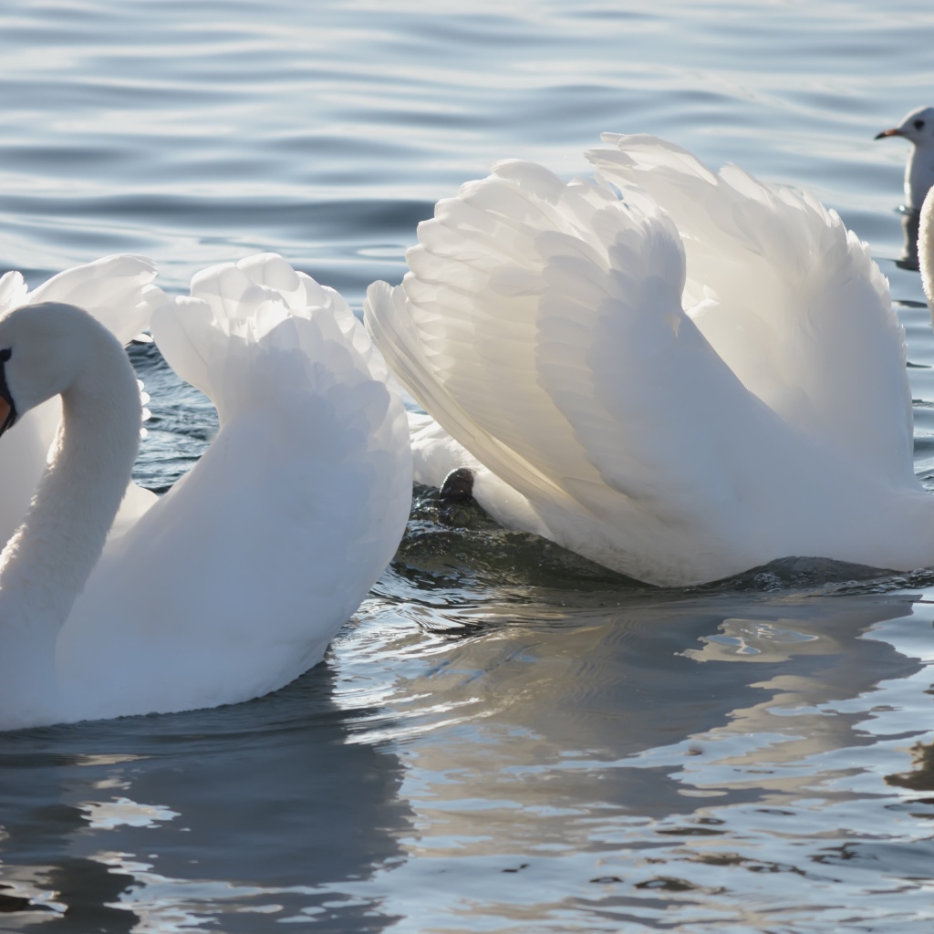 Два красивых белых лебедя в пруду с чайкой 
