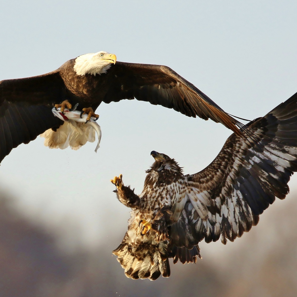 Две хищные птицы дерутся в воздухе 